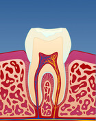 Fig 2: Tegn på tanngnissing